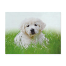 Cute Golden Retriever Puppy Hund Grönt Grass