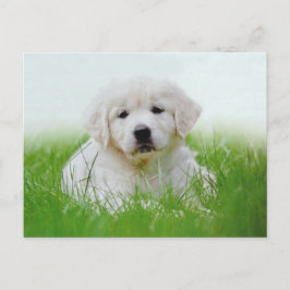 Cute Golden Retriever Puppy Hund Grönt Grass Vykort