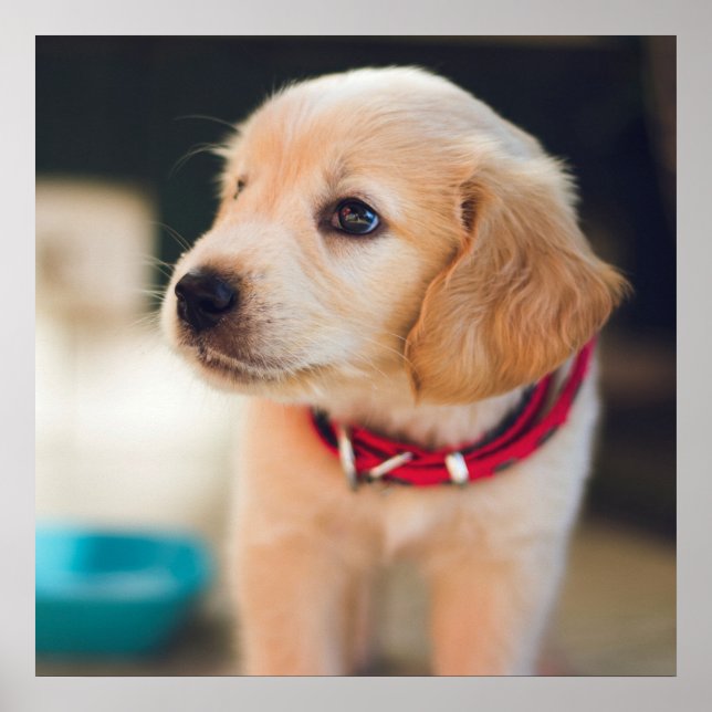 Cute Golden Retriever Puppy Hund Poster (Framsidan)