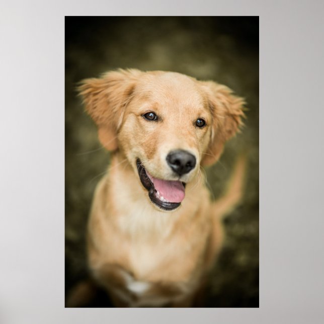 Cute Golden Retriever Puppy Poster (Framsidan)