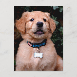 Cute Golden Retriever Puppy Vykort