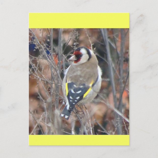 Cute Goldfinch DIY Postcard Vykort (Framsida)