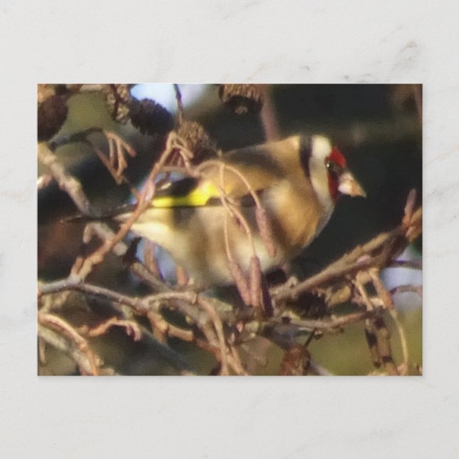 Cute Goldfinch stäng DIY-vykort Vykort (Framsida)