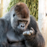 CUTE GORILLA CANVASTRYCK<br><div class="desc">Jag behöver en manikyr! Vad mer skulle den vackra söta gorillan tänka på?</div>