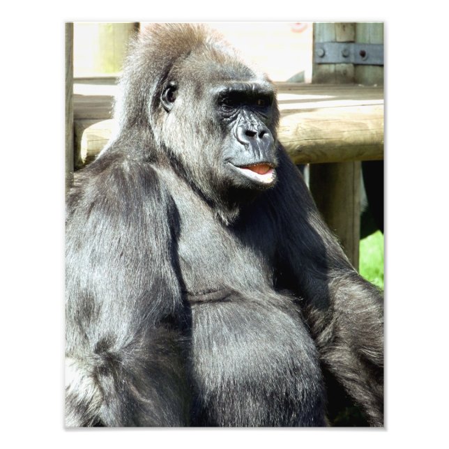 CUTE GORILLA FOTOTRYCK (Framsidan)