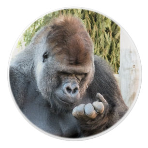 CUTE GORILLA KNOPP
