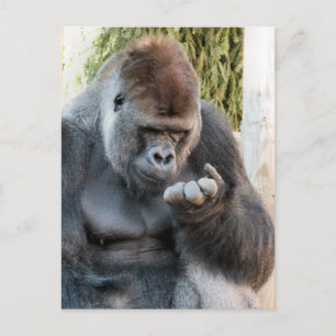 CUTE GORILLA VYKORT