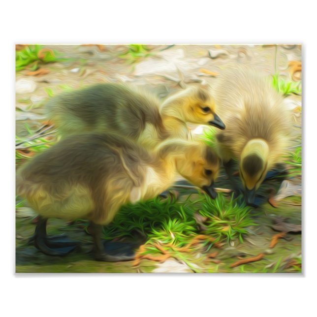 Cute Gosling Fototryck (Framsidan)