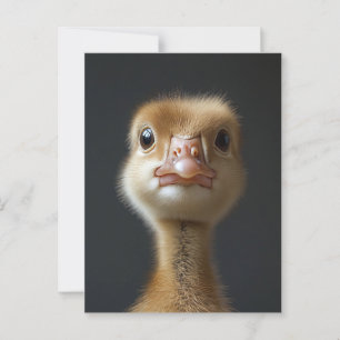 Cute Gosling Porträtt Vykort