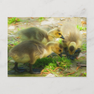 Cute Gosling Vykort