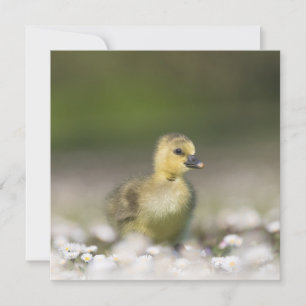 Cute Gosling Wildlife-fotokort