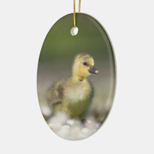 Cute Gosling Wildlife Photo Julgransprydnad Keramik