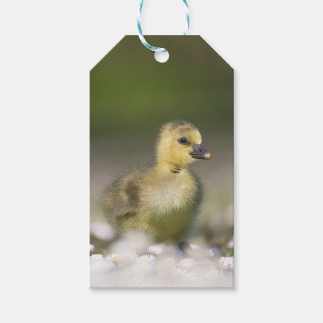 Cute Gosling Wildlife Photo Presentetikett (Framsidan)