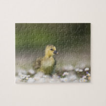 Cute Gosling Wildlife Photo