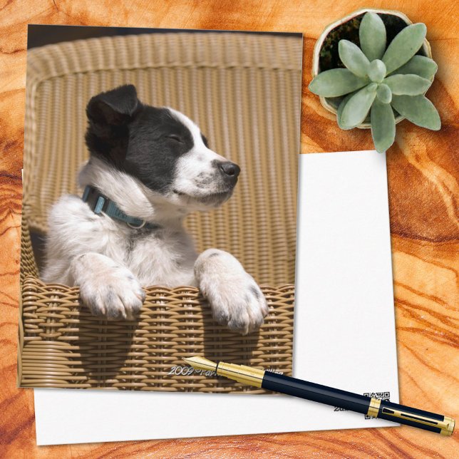 Cute Gräns Collie Heeler Mix Puppy Photo Miss You Vykort (Skapare uppladdad)