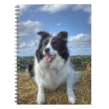 Cute Gräns Collie Hund Photo