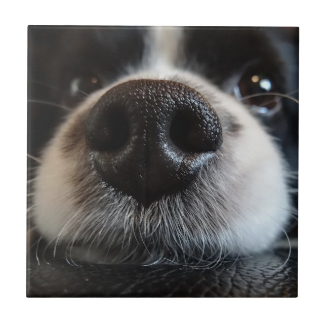 Cute Gräns Collie Nose Closeup Kakelplatta (Framsidan)