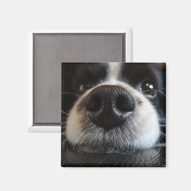 Cute Gräns Collie Nose Closeup Magnet (Front/Back)