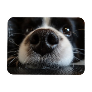 Cute Gräns Collie Nose Closeup Magnet