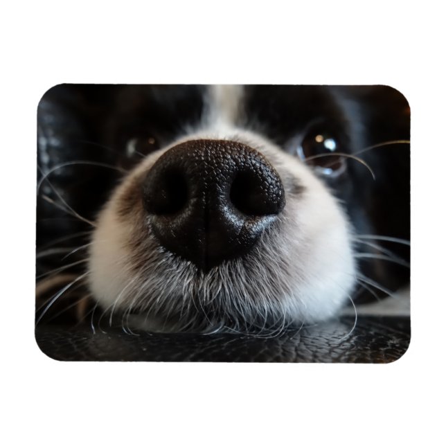 Cute Gräns Collie Nose Closeup Magnet (Horisontell)