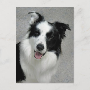 Cute Gräns Collie Photo Porträtt Vykort