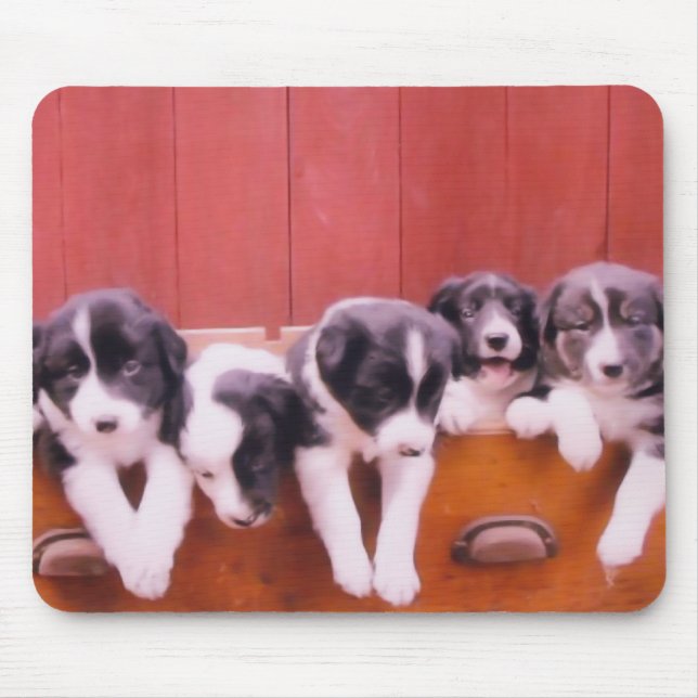 Cute Gräns Collie Puppies Musmatta (Framsidan)
