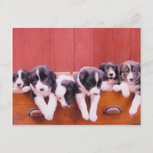 Cute Gräns Collie Puppies Postcard Vykort