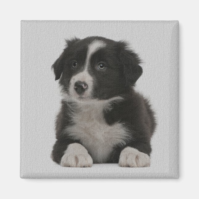 Cute Gräns Collie Puppy Hund Anpassningsbar Magnet (Framsidan)