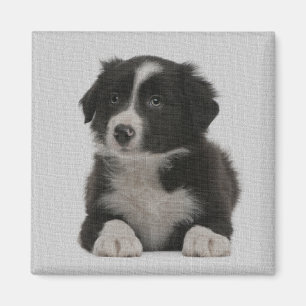 Cute Gräns Collie Puppy Hund Magnet