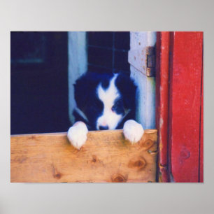 Cute Gräns Collie Puppy Oljemålning Poster
