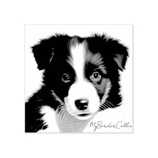 Cute Gräns Collie Puppy Porträtt Pet Keepsaké Stämpel