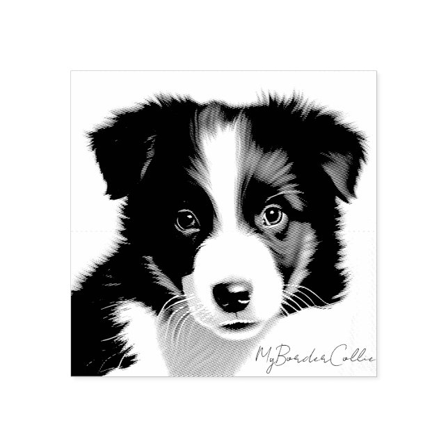 Cute Gräns Collie Puppy Porträtt Pet Keepsaké Stämpel (Tryck)