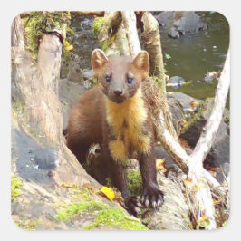 Cute Gräs Marten på Fallen Träd Fyrkantigt Klistermärke