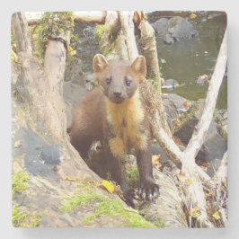 Cute Gräs Marten på Fallen Träd Stenunderlägg