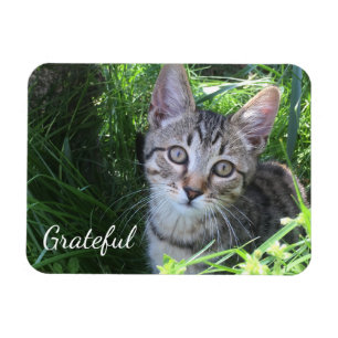 Cute Gratitude Kitten Magnet