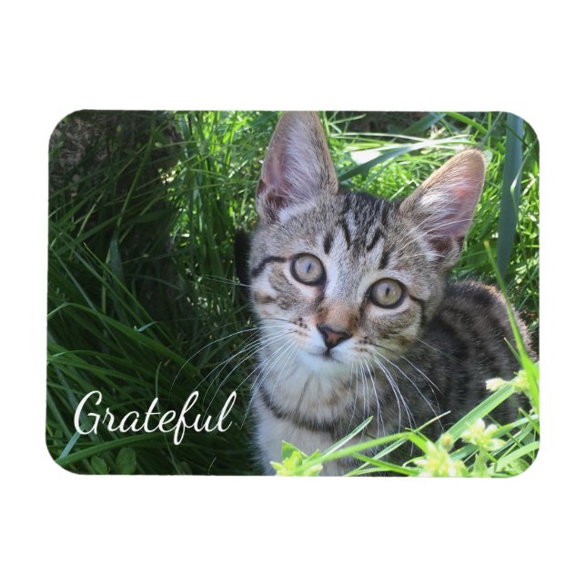 Cute Gratitude Kitten Magnet (Horisontell)