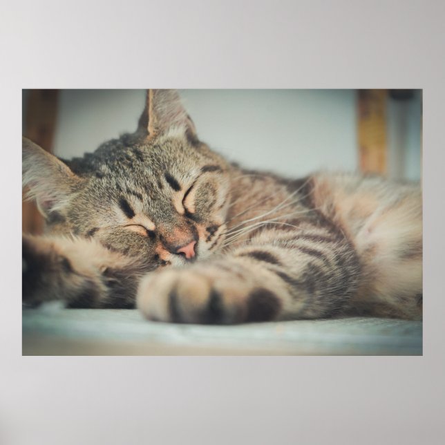 Cute Grått Black Brown Cat Sleeping Poster (Framsidan)