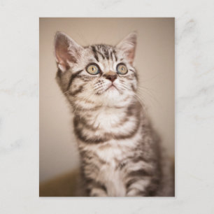 Cute Grått British Kort Hair Kitten (Blue Tabby)