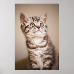 Cute Grått British Kort Hair Kitten (Blue Tabby) Poster