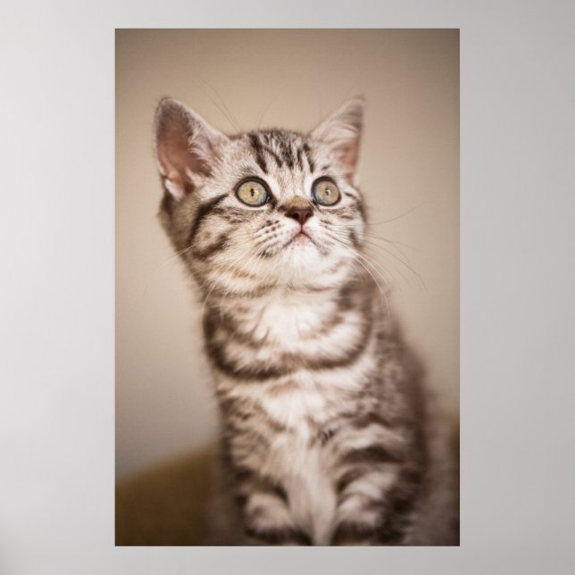 Cute Grått British Kort Hair Kitten (Blue Tabby) Poster (Framsidan)