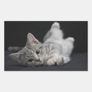 Cute Grått Cat Rektangulärt Klistermärke