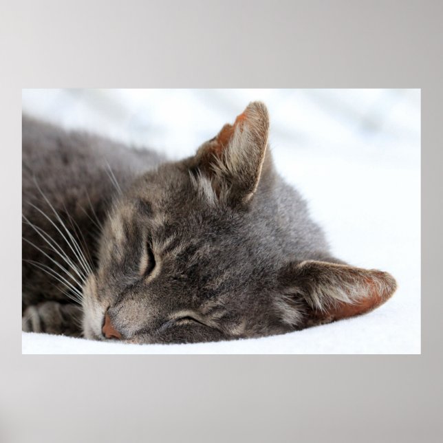 Cute Grått Cat Sleeping Poster (Framsidan)