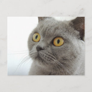 Cute Grått Cat Vykort