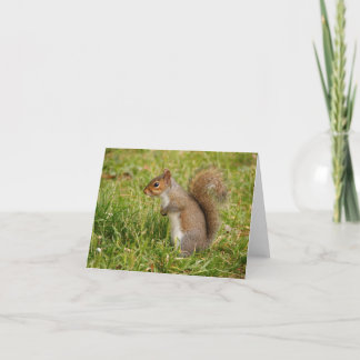Cute-Grått-ekorre, blanktavlor Kort