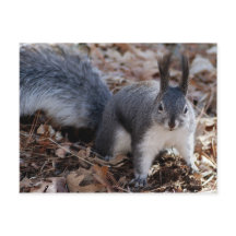 Cute grått-ekorren på hösten