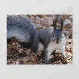 Cute grått-ekorren på hösten vykort