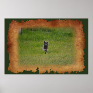 Cute Grått Farm Cat-Tävla över Grönt Grass Photo Poster