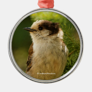 Cute Grått Jay Whiskeyjack Songbird Julgransprydnad Metall
