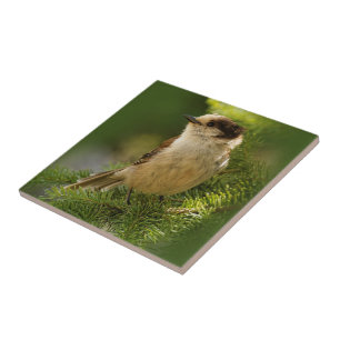 Cute Grått Jay / Whiskeyjack Songbird på Fir Träd Kakelplatta