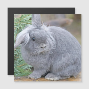 Cute grått-kanin